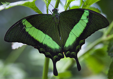 绿斑的孔雀蝴蝶图片