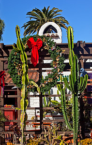 圣诞萨瓜罗仙人掌花园 圣迭戈老城 加利福尼亚高清图片