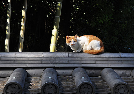 京都的野猫图片