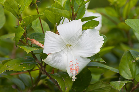 hibisus 花朵玫瑰情调植物荒野热带喇叭花瓣植物群宏观异国图片