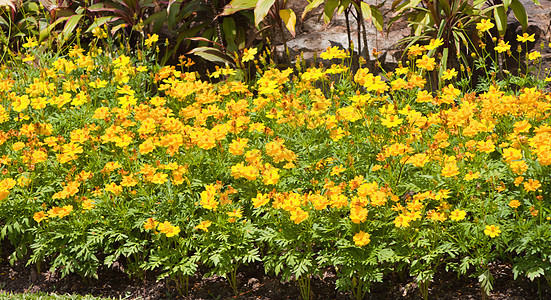 鲜花花美丽花瓣团体园艺生长植物学场地橙子树叶万寿菊图片