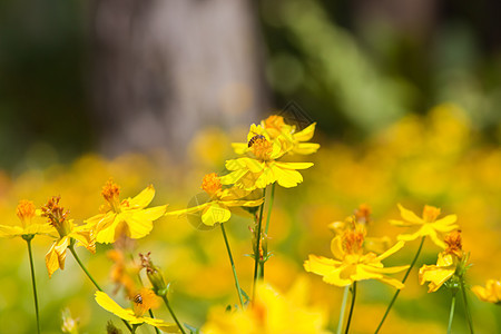 鲜花花植物叶子美丽植物学场地万寿菊橙子花瓣植物群阳光图片