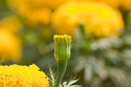 鲜花花阳光植物学橙子花瓣万寿菊场地园艺团体生长植物图片