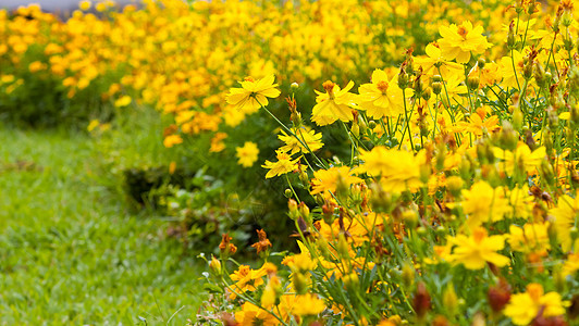 鲜花花阳光场地美丽花园园艺季节植物学万寿菊叶子橙子图片