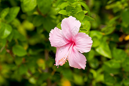 hibisus 花朵植物群芙蓉植被花园草本植物灰烬木槿宏观国家叶子图片