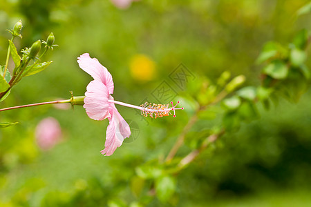 北塞浦路斯hibisus 花朵芙蓉荒野热带玫瑰花灰烬木槿植被喇叭异国叶子背景