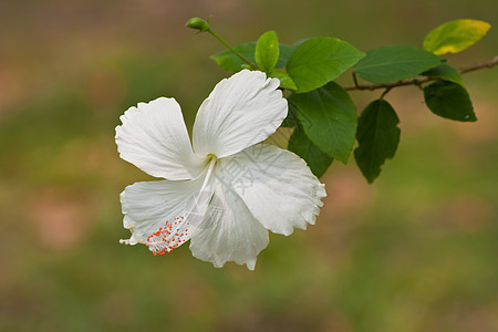 hibisus 花朵玫瑰花园国家荒野灰烬热带情调喇叭芙蓉植物背景图片