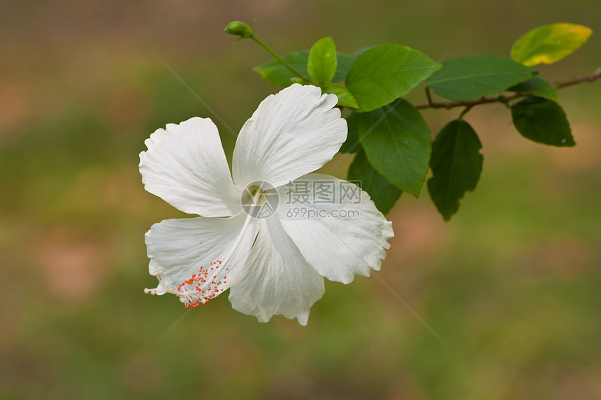 hibisus 花朵玫瑰花园国家荒野灰烬热带情调喇叭芙蓉植物图片