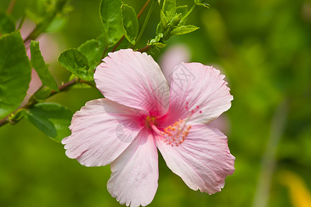 hibisus 花朵玫瑰花花瓣灰烬荒野国家植物群植被喇叭形木槿喇叭图片