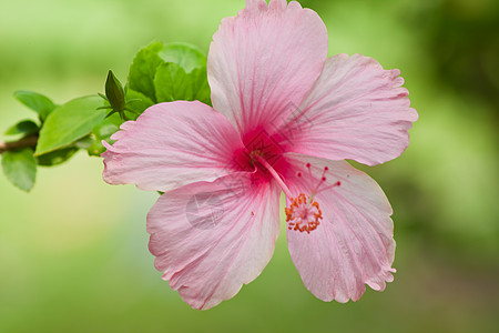 hibisus 花朵星星植被灰烬情调草本植物玫瑰玫瑰花国家花瓣宏观图片