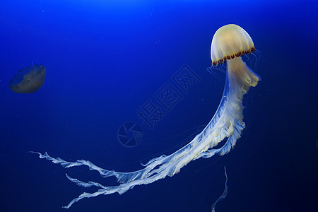 蓝色水母水母鱼潜水探索野生动物浮潜荒野游泳动物旅行生活海蜇背景