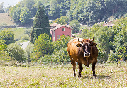 棕牛在草地上放牧乡村天堂农场奶牛地区牛奶村庄牧场棕色风景图片