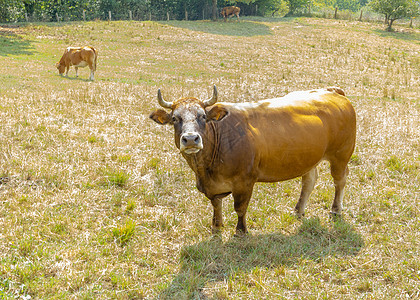 棕牛在草地上放牧地区乡村季节性棕色绿色天堂奶牛农场爬坡村庄图片