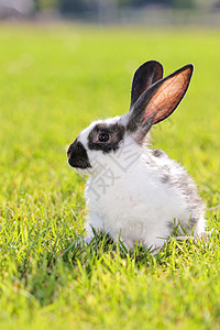 兔子兔投标院子家畜耳朵头发野生动物兔形草地新生哺乳动物图片