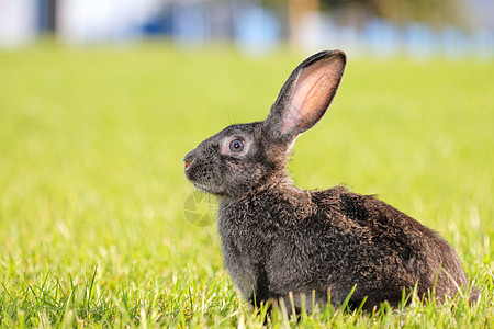 兔子兔家畜野生动物哺乳动物兔形生物头发宠物耳朵新生农场图片