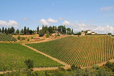 纳帕葡萄园意大利托斯卡纳与葡萄园的景观背景