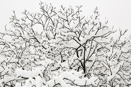 白雪树孤独天空植物白色冻结季节黑色图片