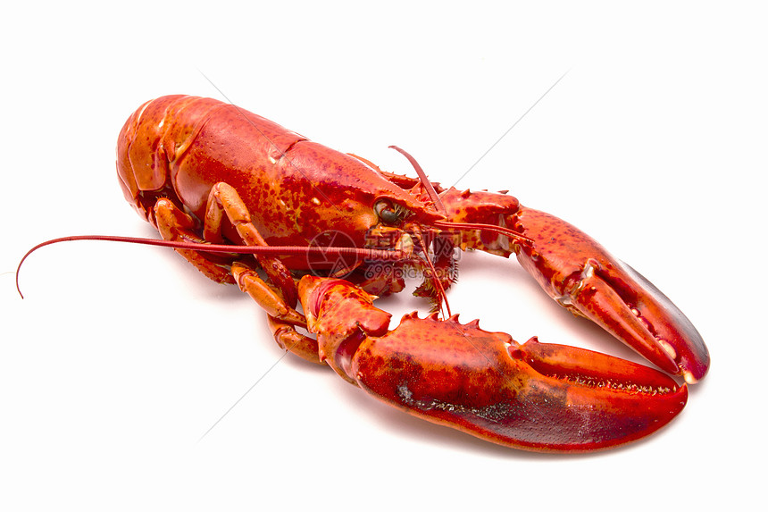 龙虾贝类红色市场海鲜饮食食物美食生活海洋工作室图片