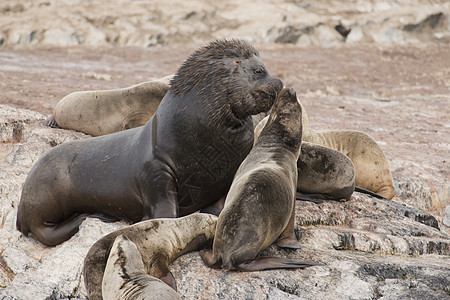 南美海狮女性哺乳动物海洋苦参形目棕色荒野耳科野生动物夫妻图片