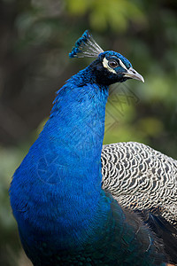 孔雀的男性肖像野生动物蓝色动物脖子彩虹图片