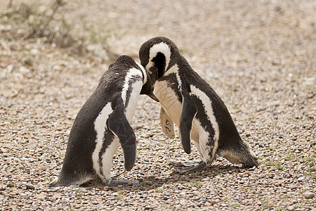 两只磁力企鹅在玩图片