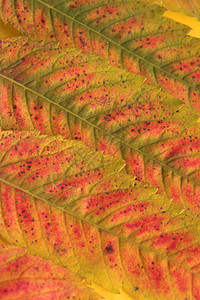 秋季假期黄色树木季节性树叶太阳叶子森林植物季节背景图片