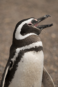 磁力企鹅海鸟野生动物动物动物群荒野图片