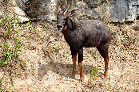 塞罗地面喇叭野生动物麂皮哺乳动物丛林肌肉动物园羚羊热带图片