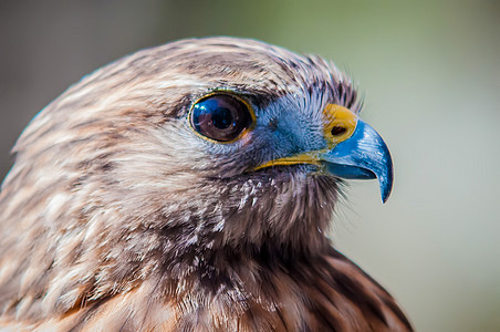 哈里斯霍克鹰人天空猎鹰自由蓝色猎物棕色领导眼睛黑色图片