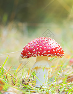 红蘑菇菌类毒菌森林叶子生物学药品红色危险苔藓图片