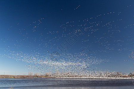 移动雪地鹅迁移鸟类植绒天空蓝鹅航班动物群雪雁蓝天飞行图片
