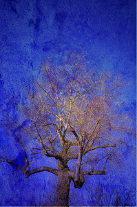 树羊皮纸帆布宗教公园艺术戏剧性黑色蓝色木头哲学图片