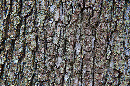 树皮纹理丛林木材树木植物森林图片