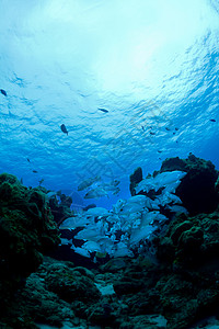 苏眉鱼中学海洋学校蓝洞蓝色旅行潜水鲷鱼呼吸管钓鱼呼吸背景