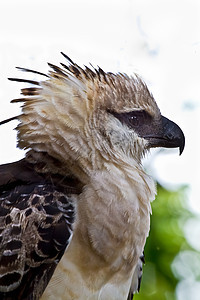 珠鹰动物群凤头荒野丛林翅膀羽毛野生动物眼睛捕食者航班图片