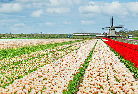 在荷兰的春季时间建筑学紫色植物群花园季节郁金香农业天空文化国家图片