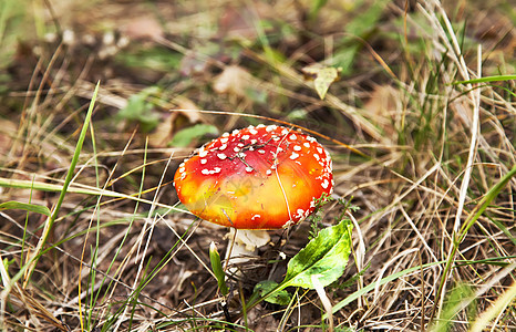 秋林中的小红苍蝇喷雾蘑菇图片