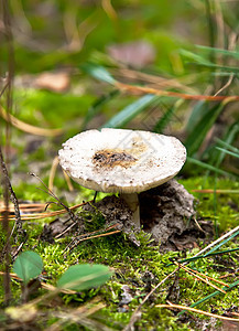 Russule 蘑菇图片