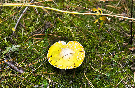 秋林的黄黄阿曼蒂亚蘑菇图片