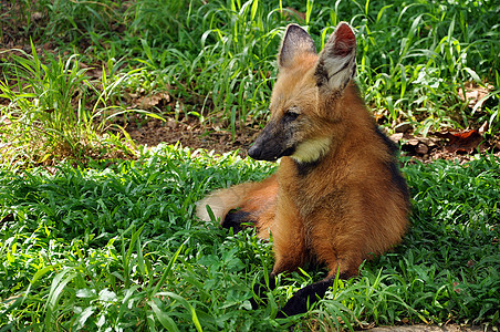 野人狼动物毛皮短尾动物园生活鬃毛荒野哺乳动物食肉犬科图片