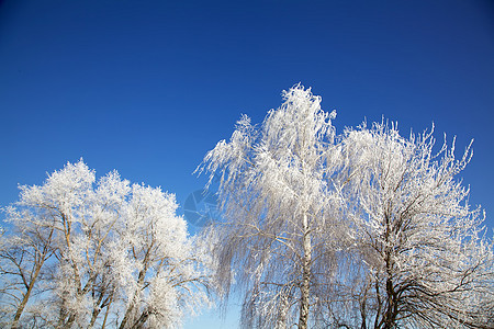 冬季树阳光环境气候蓝色季节场景水晶木头天气天空图片