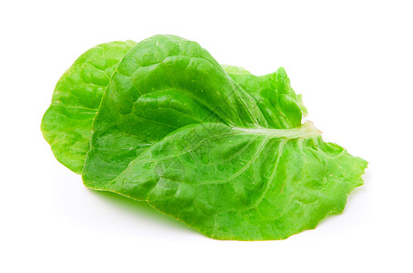 白色背景的生菜叶食物叶子条款莴苣养分植物青菜小吃营养收获图片