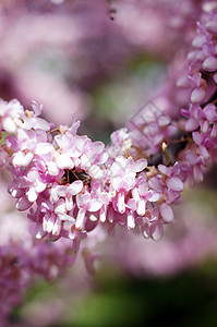 在考卡的紫罗兰开花 切思硅水栽培厂附近紫荆叶子环境花园美丽紫荆花季节紫色植物群植物图片