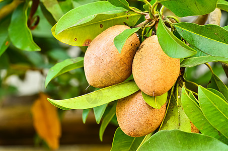 Sapodilla水果美食奇科热带营养团体心果营养素饮食甜点食物图片