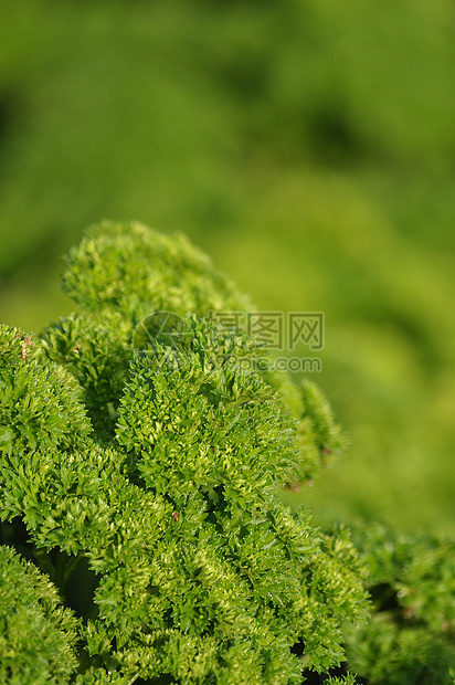 解析团体小吃卷曲植物水果花束香菜美食树叶宏观图片