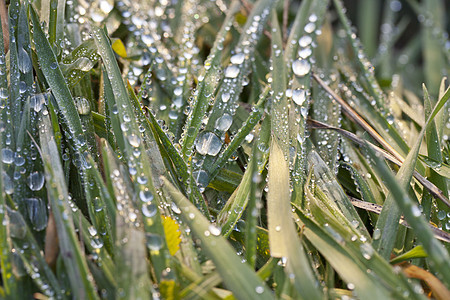 下滴水滴生长花园叶子刀刃阳光气候反射草地草本植物背景图片