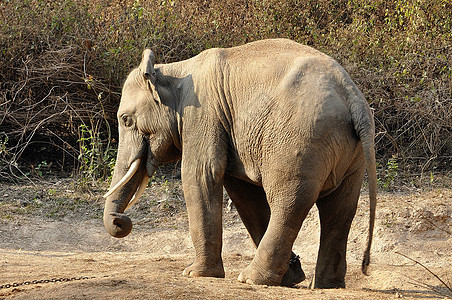 大象哺乳动物乐趣游泳国家蓝色食物森林旅游旅行野生动物图片