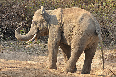 大象丛林天空旅游荒野乐趣热带蓝色旅行哺乳动物公园图片