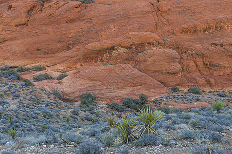 内华达州红岩峡谷岩石沙漠全景风景植物公园地质学砂岩天空旅行图片