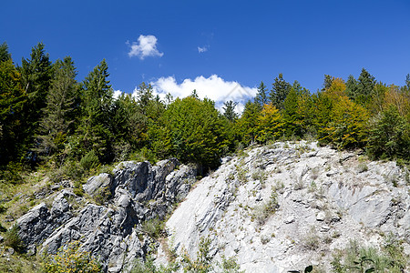 岩石上的绿灌木背景图片